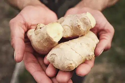 ginger