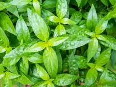 andrographis