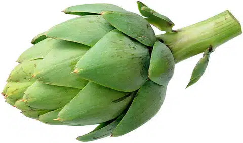 artichoke large