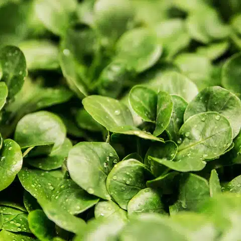 green and rebalance your body