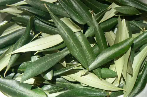 olive leaf
